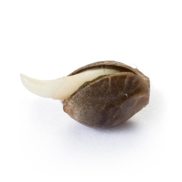 découvrez l'origine, les effets et les techniques de culture de la royal amnesia haze, une variété de cannabis reconnue pour sa puissance et ses arômes uniques.