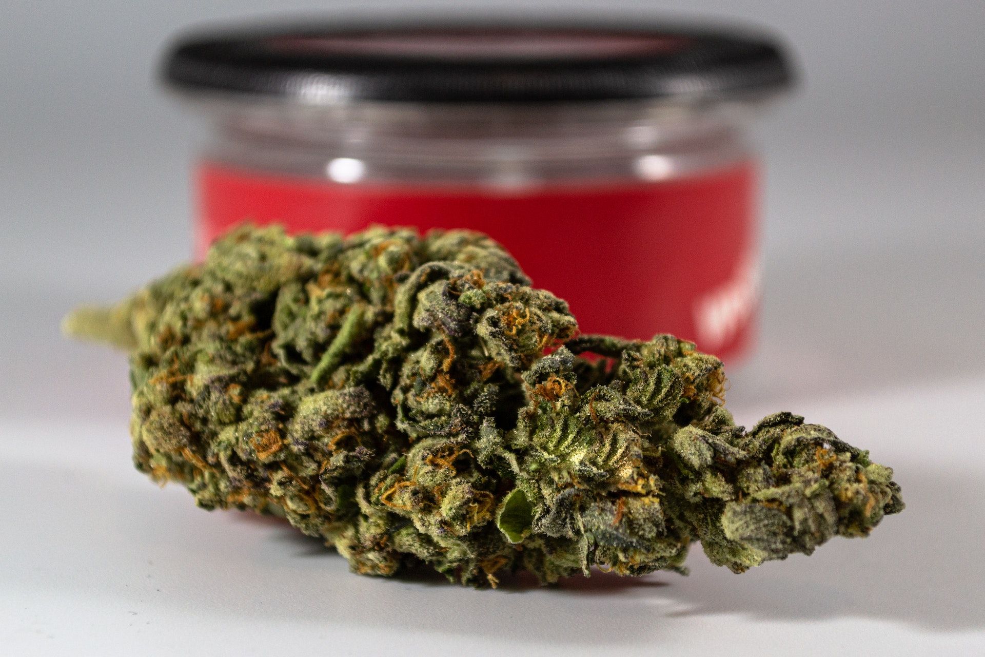 découvrez nos conseils de culture pour la rqs amnesia haze auto, une variété de cannabis autoflorissante réputée pour sa robustesse et sa qualité. apprenez à optimiser sa croissance pour un rendement optimal.