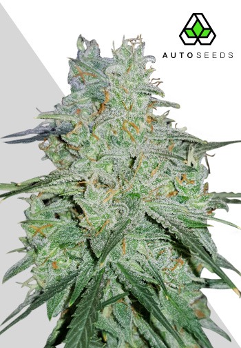 découvrez nos conseils essentiels pour la culture de la rqs amnesia haze auto, une variété de cannabis autoflorissante réputée pour sa robustesse et sa qualité exceptionnelle.