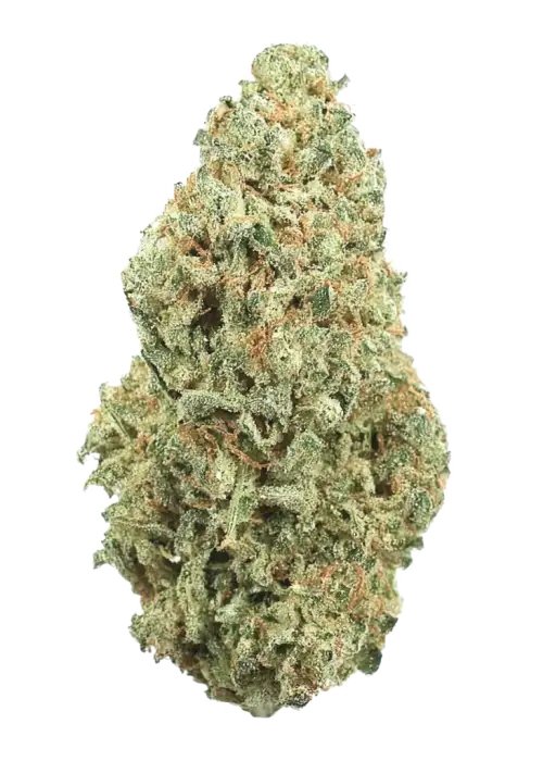 découvrez nos conseils essentiels pour la culture de rqs amnesia haze auto, une variété autoflorissante réputée pour sa qualité et sa facilité de culture. optimisez votre récolte avec nos astuces pratiques.