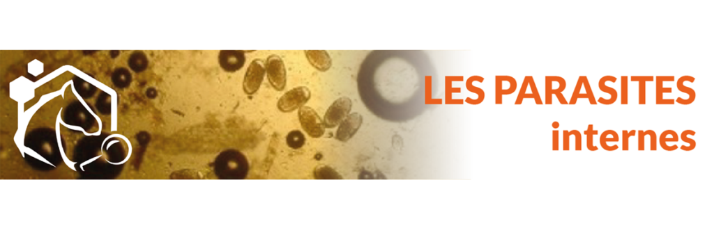 découvrez les stratégies efficaces des plantes parasites pour optimiser la culture d'hybrides et améliorer leur rendement.