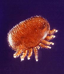 découvrez les stratégies reines des parasites pour optimiser la gestion des hybrides et améliorer leur adaptation.