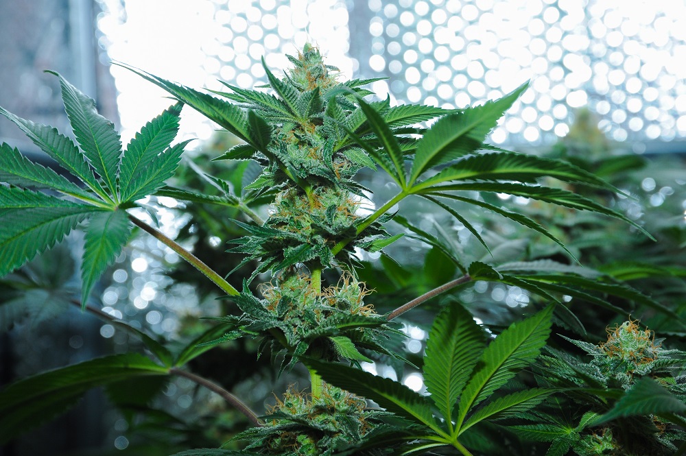 découvrez amnesia gold haze : ses effets puissants, conseils de culture et usages pour une expérience optimale.