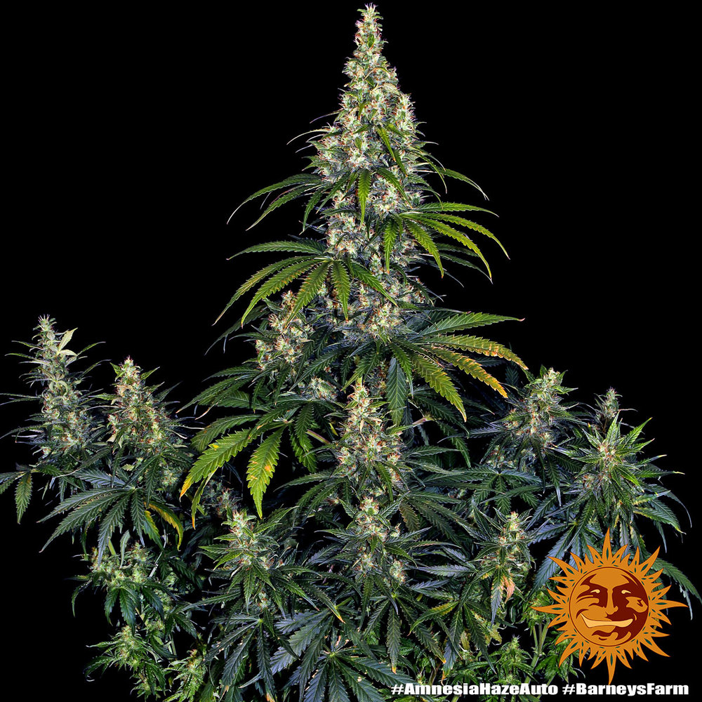 découvrez les avantages et les techniques de culture de amnesia haze auto barney, une variété autoflorissante populaire pour ses effets puissants et sa facilité de culture.