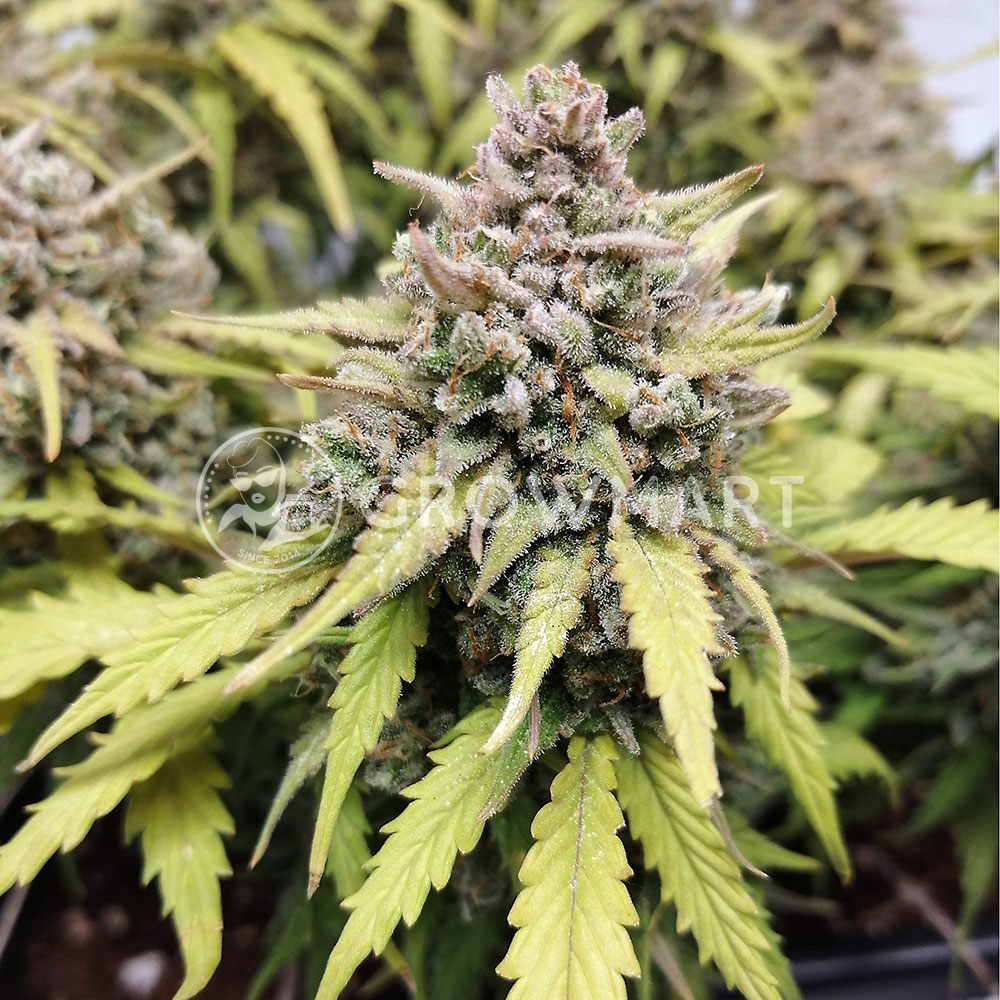 découvrez les avantages de la amnesia haze auto barney, une variété de cannabis facile à cultiver et reconnue pour ses effets puissants. apprenez tout sur sa culture, ses caractéristiques et ses bienfaits.