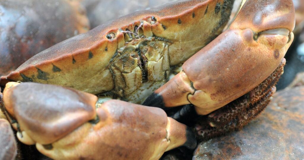 découvrez si l'araignée de mer est vraiment un cousin du crabe, ses caractéristiques uniques et ses différences avec les crustacés proches.