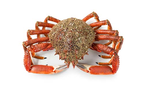 découvrez si l'araignée de mer est vraiment un cousin du crabe et explorez leurs ressemblances et différences dans cet article informatif.