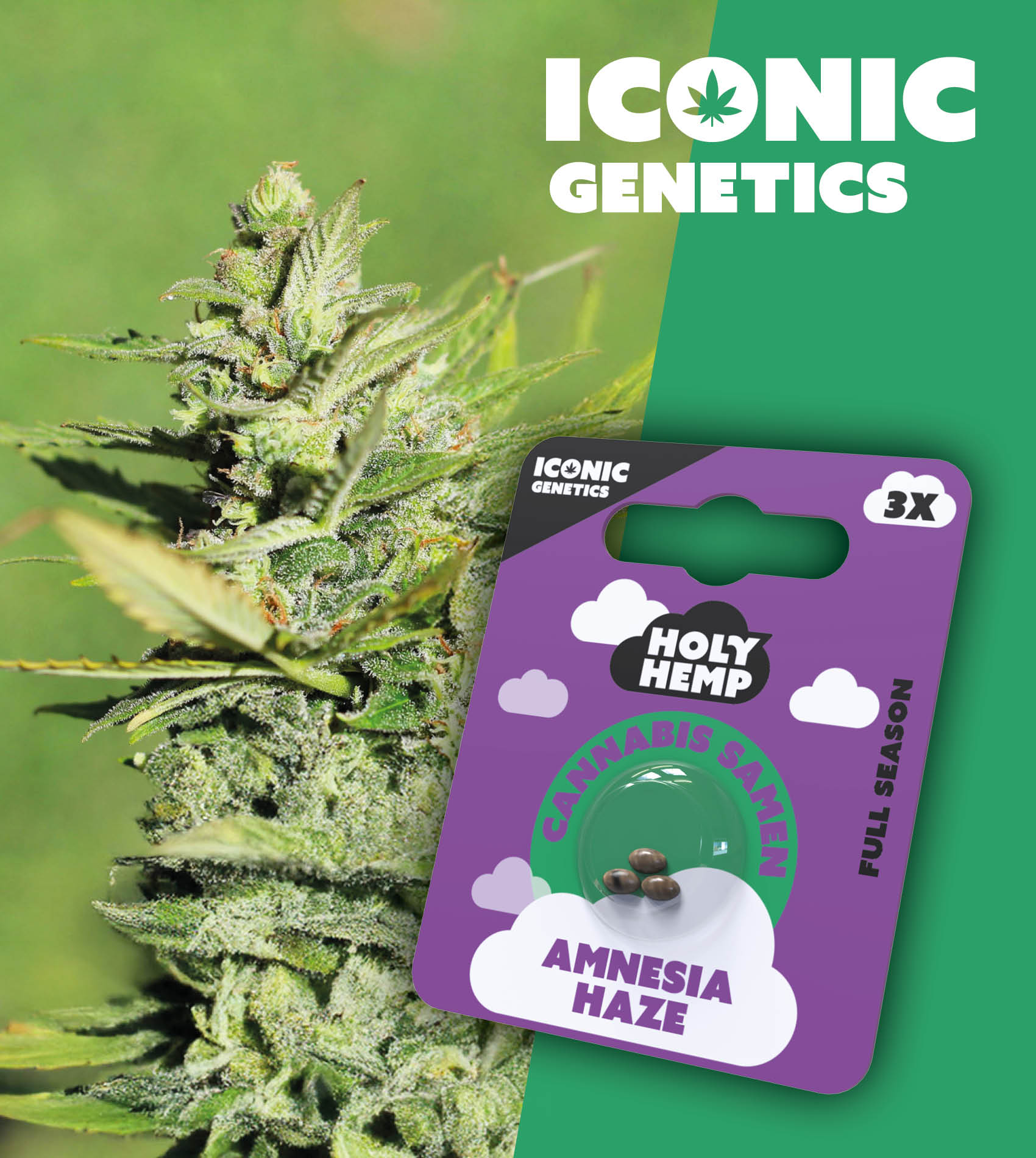 découvrez les différences clés entre silver haze et amnesia haze, deux variétés populaires avec des caractéristiques uniques en termes de goût, d'effets et de culture.