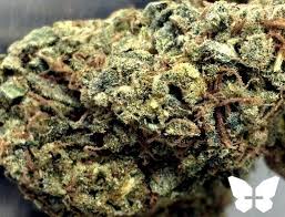 découvrez les différences clés entre silver haze et amnesia haze : profils aromatiques, effets, culture et bien plus pour choisir la variété qui vous convient.