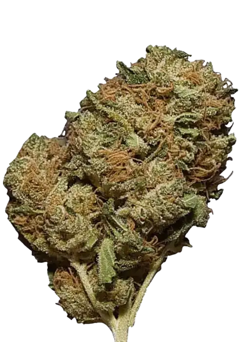 découvrez les différences clés entre silver haze et amnesia haze, deux variétés de cannabis populaires, pour mieux comprendre leurs effets, arômes et utilisations.