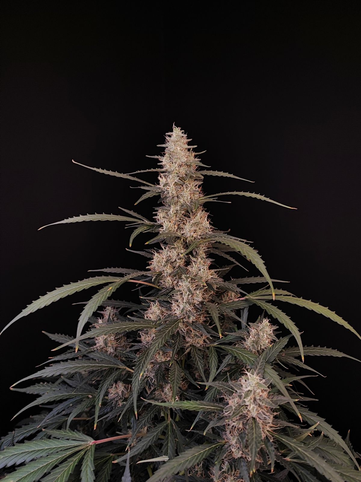 découvrez les étapes clés du journal de culture de la variété amnesia haze auto, avec des conseils pratiques pour optimiser chaque phase de croissance.