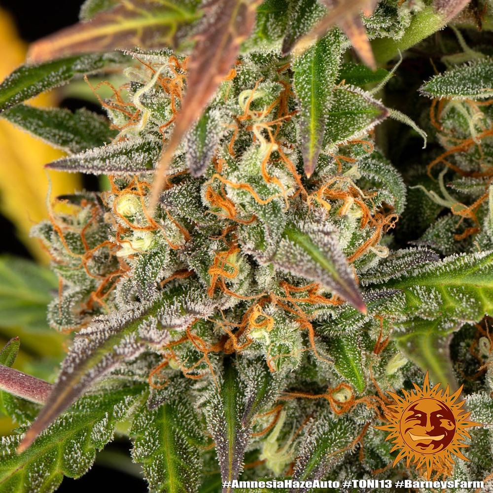 découvrez les étapes clés pour cultiver amnesia haze auto avec succès grâce à notre journal de culture détaillé.