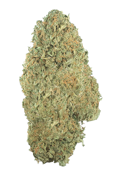 découvrez les étapes clés du journal de culture de la variété amnesia haze auto pour réussir sa culture efficacement.