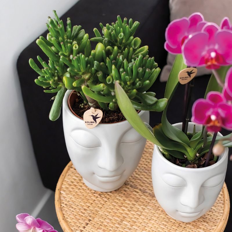 découvrez notre sélection de plantes succulentes faciles à entretenir, parfaites pour apporter une touche de verdure sans effort à votre intérieur ou votre jardin.