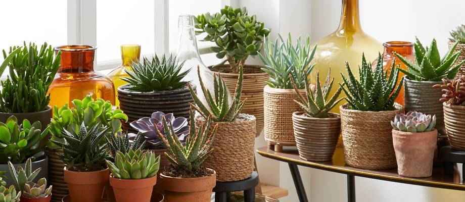 découvrez notre sélection de plantes succulentes faciles à entretenir, parfaites pour apporter une touche de verdure sans effort à votre intérieur.