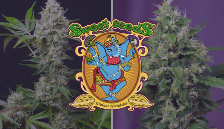 découvrez les caractéristiques et les conseils de culture de sweet amnesia haze xl auto, une variété de cannabis hybride appréciée pour sa floraison rapide et son effet puissant.