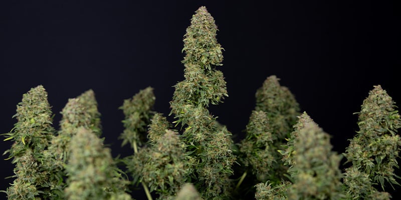 découvrez tout sur zamnesia amnesia haze : effets, techniques de culture et conseils pour une récolte réussie. guide complet pour amateurs et experts.