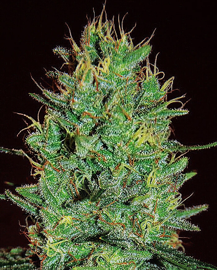 découvrez tout sur zamnesia amnesia haze : effets, culture et conseils pour optimiser votre expérience avec cette variété emblématique.