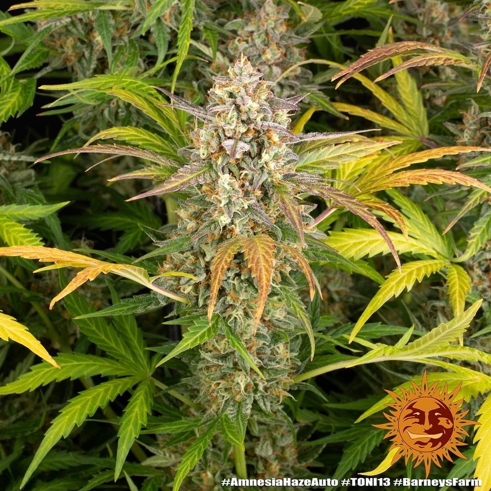 découvrez la culture de la variété amnesia haze auto et ses effets puissants. guide complet pour réussir sa culture et profiter pleinement de cette plante exceptionnelle.