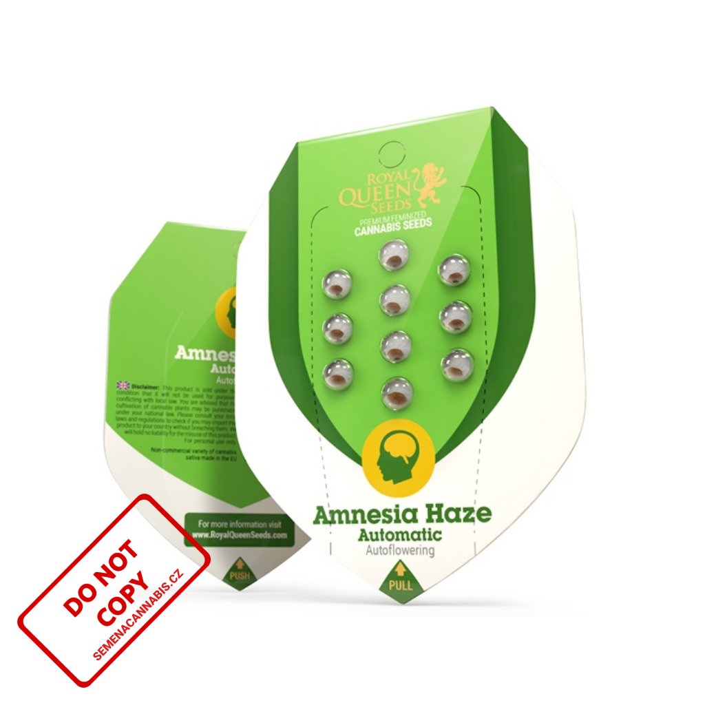 découvrez la culture de l'amnesia haze auto, une variété de cannabis réputée pour ses effets puissants et équilibrés. guide complet pour cultiver et profiter de ses bienfaits.
