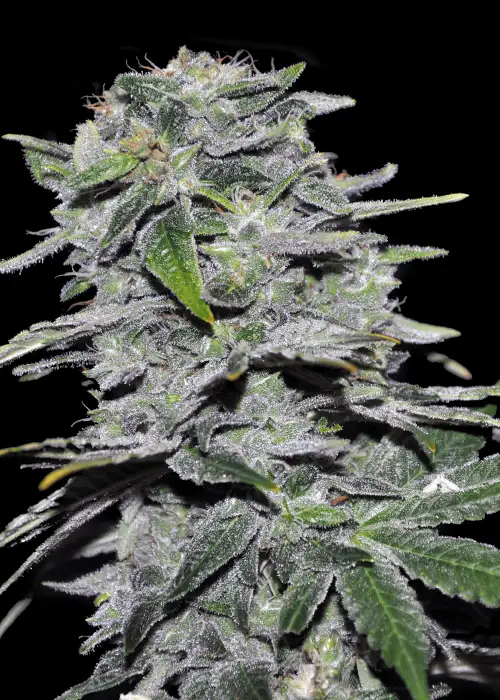 découvrez comment cultiver amnesia haze auto et explorez ses effets uniques. guide complet pour réussir la culture de cette variété autoflorissante prisée.