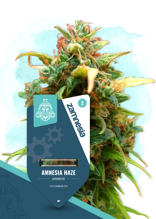 découvrez notre guide complet sur amnesia haze automatic, une variété de cannabis autoflorissante réputée pour sa puissance et sa rapidité de culture. conseils, astuces et informations essentielles pour réussir votre culture.