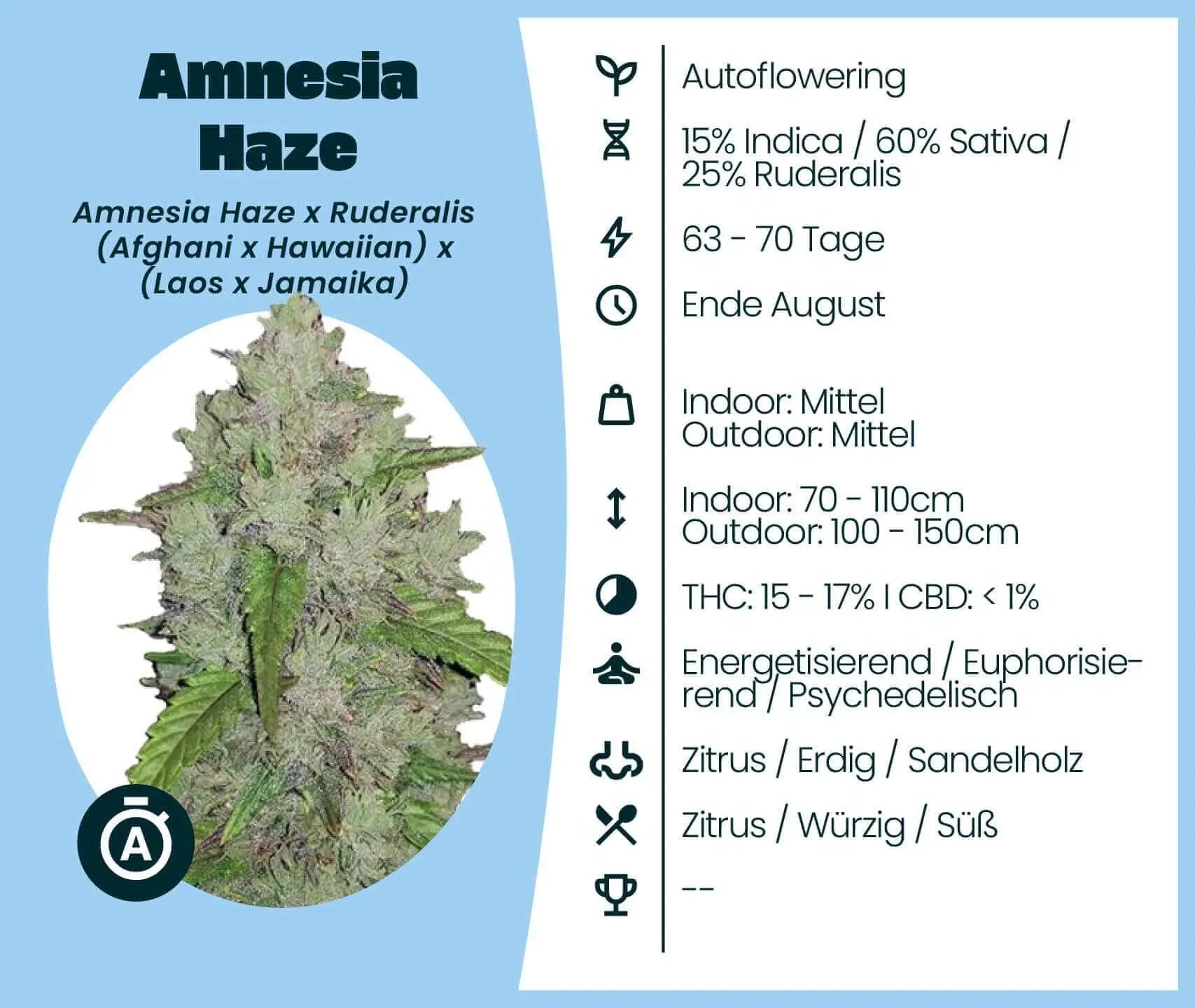 découvrez notre guide complet sur amnesia haze automatic, la variété de cannabis autofloraison emblématique, ses caractéristiques, sa culture et ses bienfaits.
