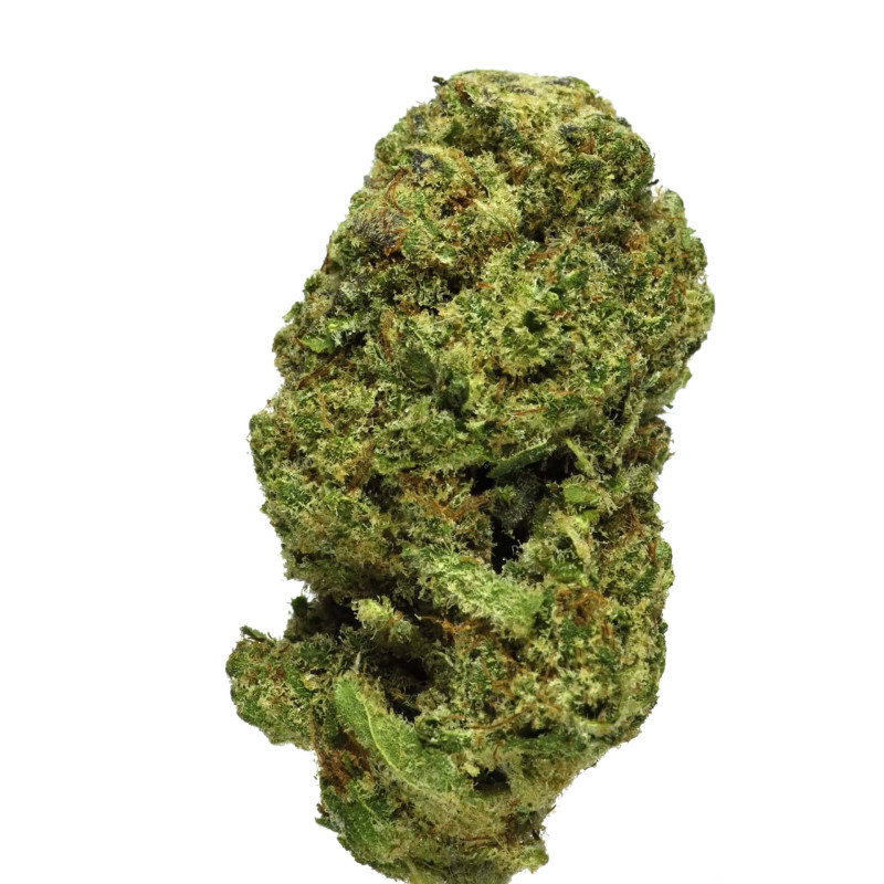 découvrez notre guide complet sur amnesia haze automatic, une variété de cannabis réputée pour sa croissance rapide et ses effets puissants. conseils de culture, caractéristiques et astuces pour réussir.