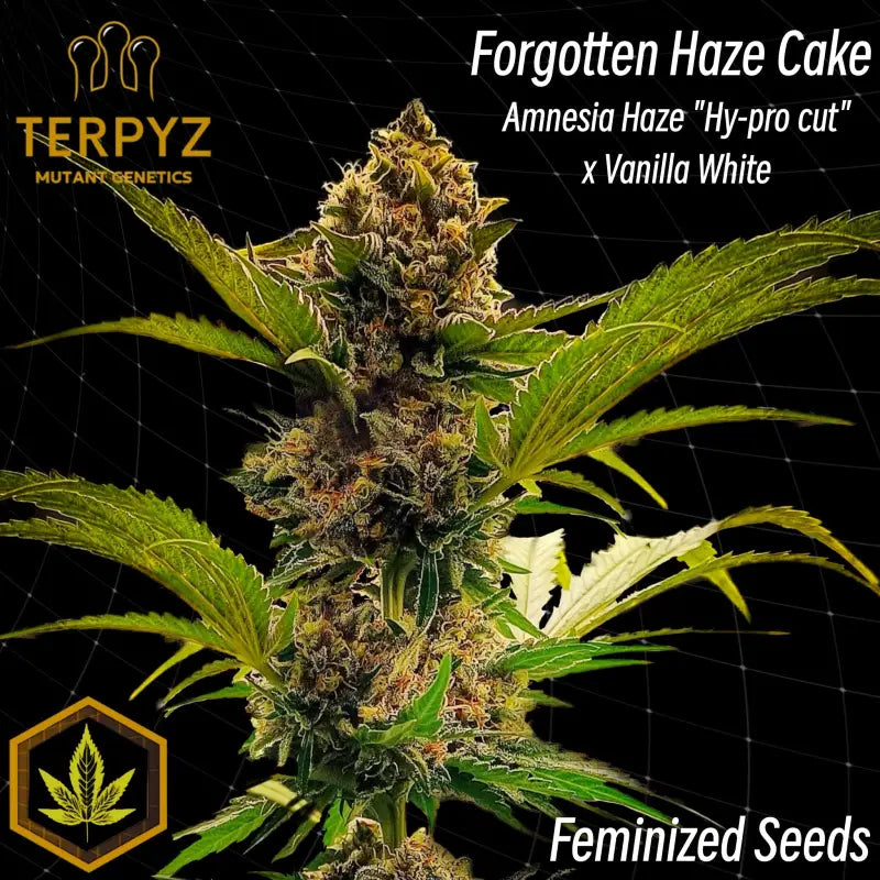 découvrez l'origine, les effets et les usages de la variété amnesia haze cake, une expérience unique pour les amateurs de cannabis.