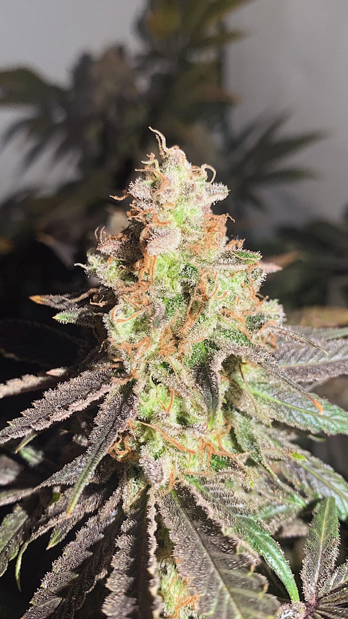 découvrez l'origine, les méthodes de culture et les effets de la amnesia haze dutch passion, une variété de cannabis prisée pour sa puissance et son arôme unique.