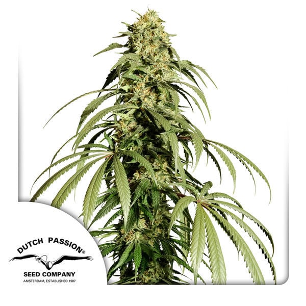 découvrez amnesia haze dutch passion : son origine, ses méthodes de culture, et les effets uniques de cette variété de cannabis prisée.