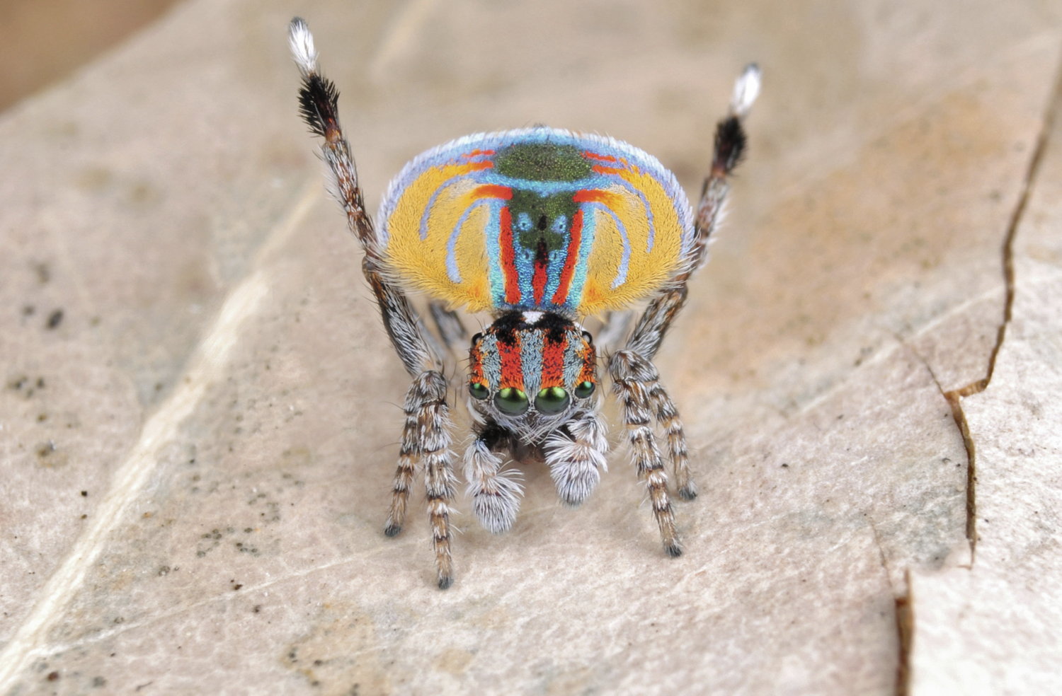 découvrez les secrets des araignées et de leur habitat naturel dans notre article révélateur, qui explore leurs modes de vie et leur importance écologique.