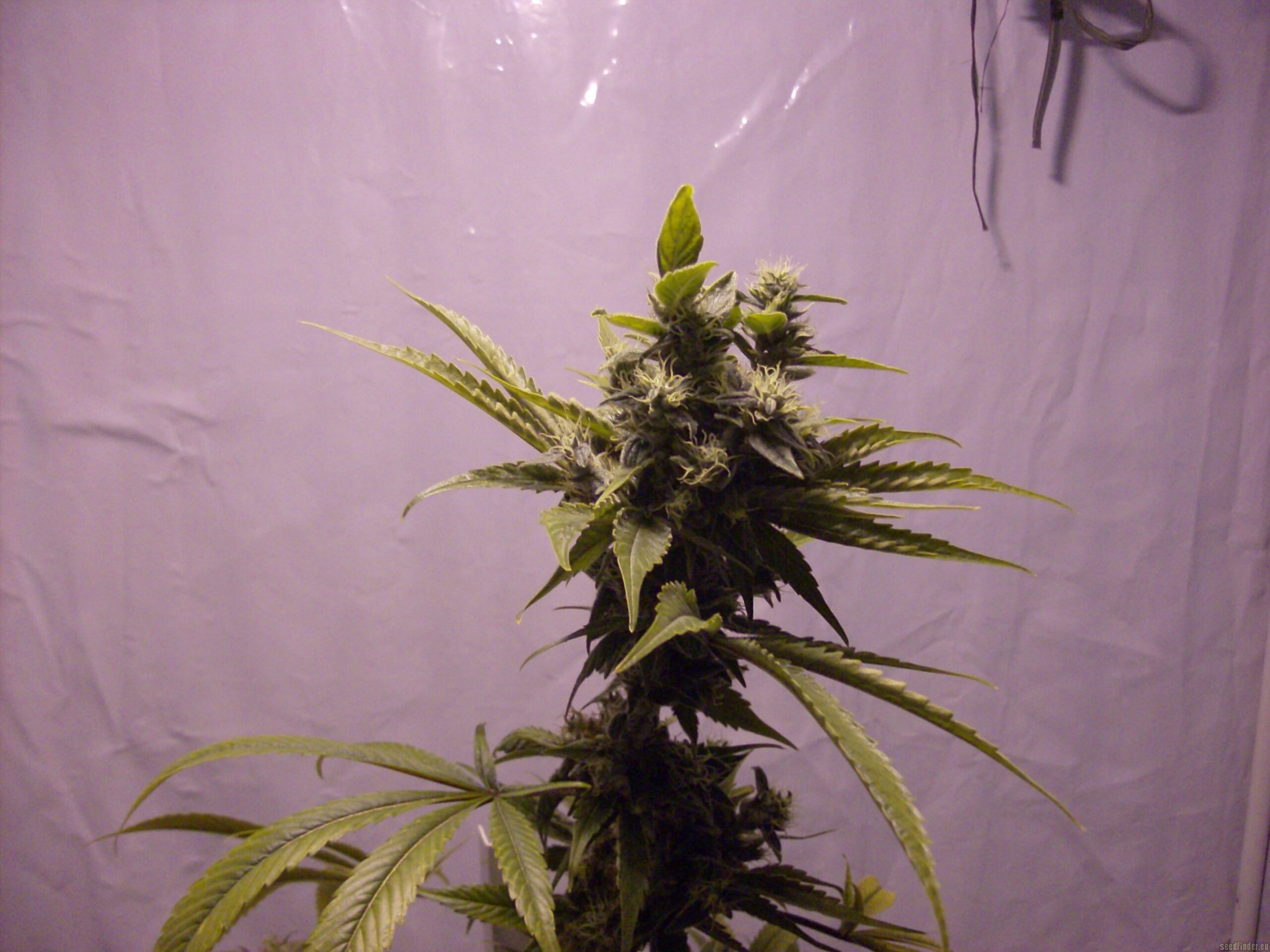 découvrez les conseils essentiels pour la floraison et la récolte de l'amnesia haze afin d'optimiser la qualité et le rendement de votre culture.