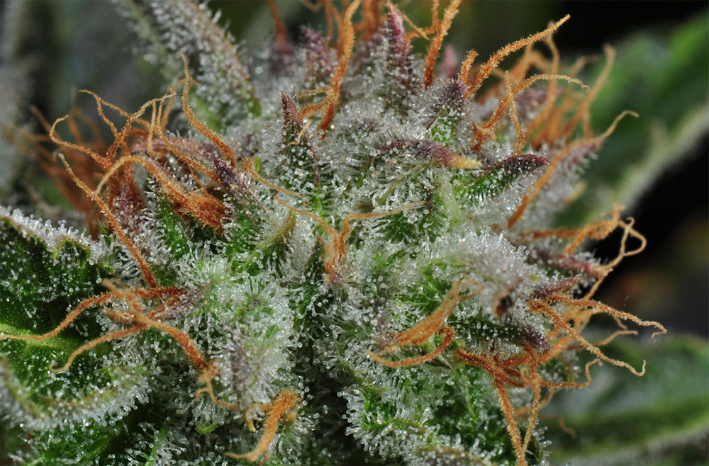 découvrez nos conseils pratiques pour réussir la floraison et la récolte de la variété amnesia haze, afin d'optimiser la qualité et le rendement de votre culture.